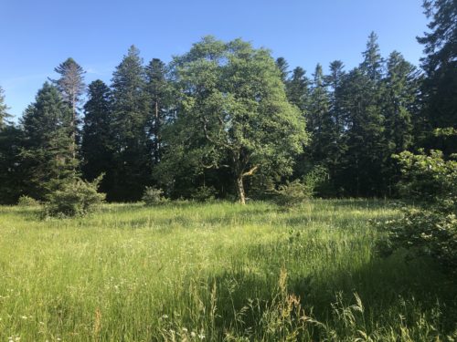 Alisier Blanc Chaumont stages Vincent Delfosse