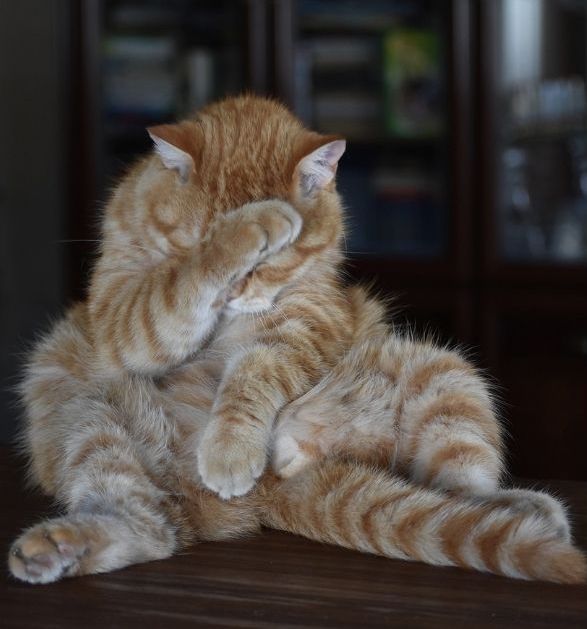 Séminaire thématique | Transformer la honte | Emmanuelle Straub